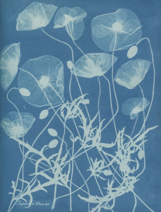 one of Anna Atkins' cyanotypes